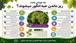 چه عواملی باعث ریز ماندن حبه انگور می شود؟ 